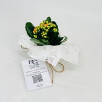 Kalanchoe plant No.11308 - Image 2