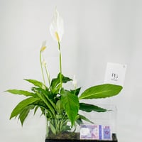 12033 - Image 4