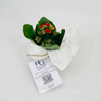 Kalanchoe plant No.11307 - Image 2