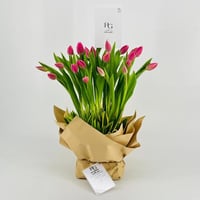 9250-298 - صورة 3