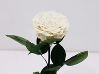 3616-284 - صورة 2