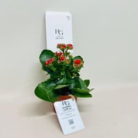 Clancho No.8072 - Image 3