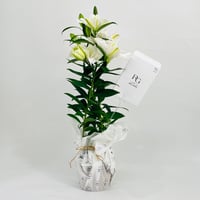 10503-249 - صورة 3
