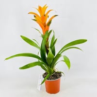 5598 - صورة 2
