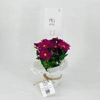 chrysanthemum purple No.9550 - Image 1