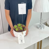 Echeveria Plant potsize 8cm, height 15cm: No.16740 - Image 2