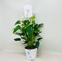 8078 - صورة 3
