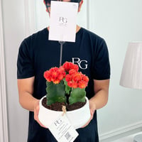 Floral cactus Plant No.16698 - Image 2