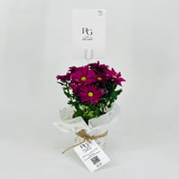 chrysanthemum purple No.9550 - Image 3