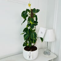 Philodendron Plant No.18018 - Image 2