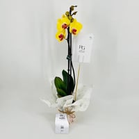 9590-249 - صورة 3