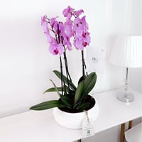 Orchid Plant No.17725 - Image 1