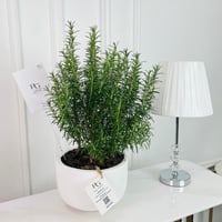 نبات اكليل الجبل رقم.16883 - صورة 1