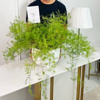 نبات اسباراغوس رقم.16887 - صورة 2