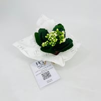 Kalanchoe plant No.11306 - Image 3