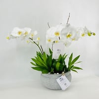 4468 - صورة 2