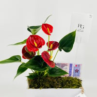 12846 - Image 5