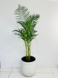 11021-605 - صورة 1