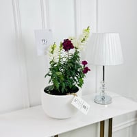 النباتات رقم.16428 - صورة 2