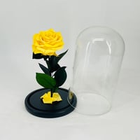 11278 - Image 2