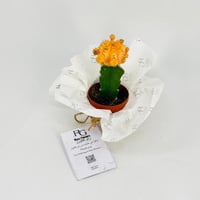 نبات الصبار رقم.9610-685 - صورة 3