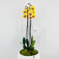 فازة نبات الاوركيد رقم.15375	 - صورة 2