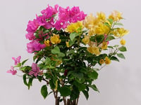 3881-558 - صورة 2
