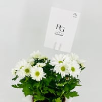 نبات الكرسانتموم ابيض رقم.9549 - صورة 3