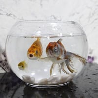 Zina Aquarium with Golden Fish and Sortdale 02 - Image 1