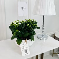Kalanchoe Plant No.16708 - Image 1