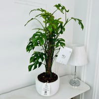 Monstera adansonii Plant No.18017 - Image 2