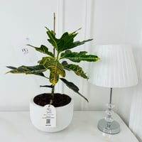 croton Plant No.18019 - Image 1
