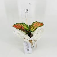 Aglaonema No.9570 - Image 1