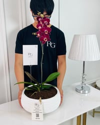 Phalaenopsis Plant No.16784 - Image 2