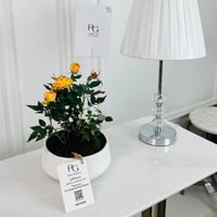 نبات الروز رقم.16732 - صورة 1