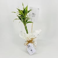 نبات دراسينا رقم.9578-404 - صورة 3