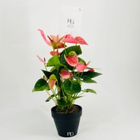 نبات انتوريوم رقم.9814-551 - صورة 2