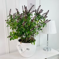 نبات الريحان رقم.16691 - صورة 2