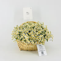14462 - Image 1