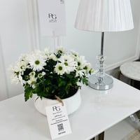 نبات أقحوان رقم.16718 - صورة 1
