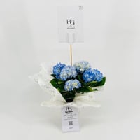 نبات الهايدرنجا رقم.9558 - صورة 1
