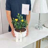 Rosa Plant No.16741 - Image 2