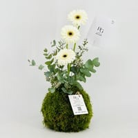 13678 - Image 1