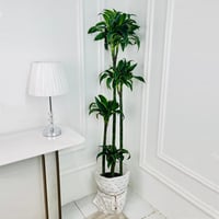 Dracaena dorado Plant No.17928 - Image 1