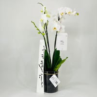 11787 - Image 1