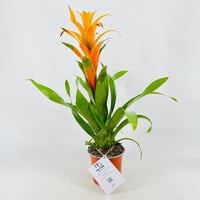 5598 - صورة 1