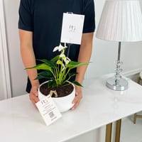 نبات أنثوريوم رقم.16769 - صورة 2