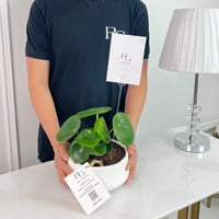 Peperomia raindrop Plant No.16748 - Image 2
