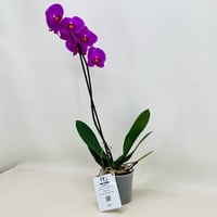6768 - صورة 3