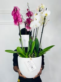 Orchid Plant Vase No.15335 - Image 4
